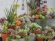 ปลูก Succulent Garden อย่างไรให้สวยงามและเหมาะกับการตกแต่งพื้นที่อยู่อาศัย ปลูก Succulent Garden (สวนไม้อวบน้ำ) ตกแต่ง